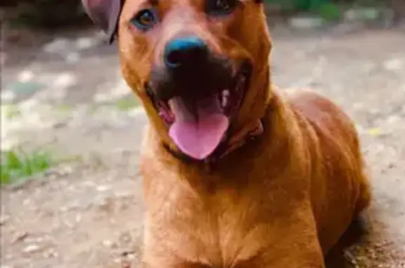 Lost Brown Female Dog on Watauga Drive