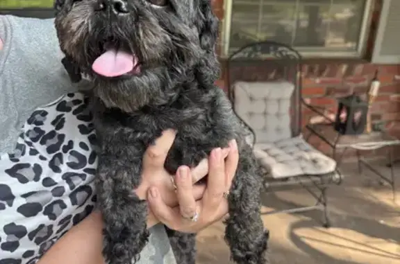 Lost and found pets Oklahoma City, photo: Found: Sweet Black Dog on Melton Drive