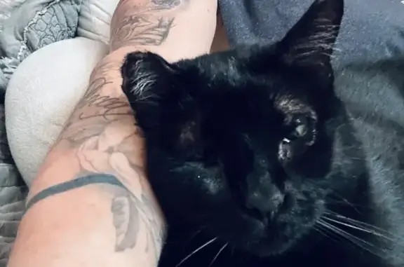 Lost Black Cat: Cross-Eyed & Unique