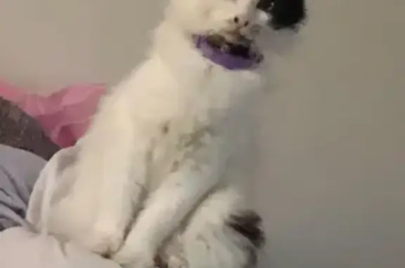 Missing cat Hazel Green, photo: Lost Skittish Cat: Bobo Section Rd, 3253