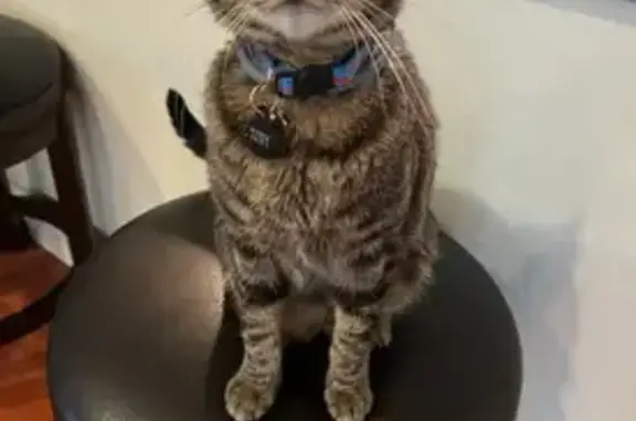Lost and found pets Roselle, photo: Lost Friendly Cat: Grey Collar, Roselle