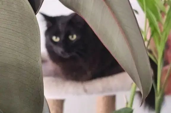Lost Dark Brown Fluffy Cat - Queanbeyan