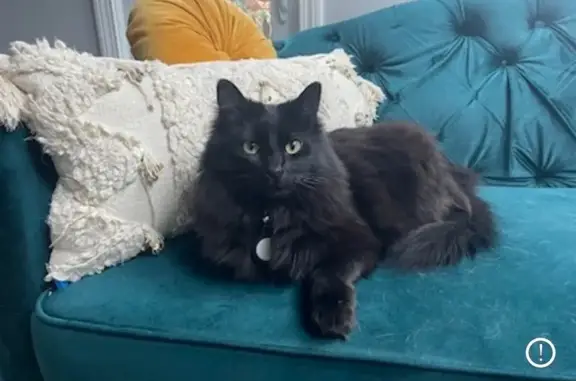 Lost Black Cat 'Willow' - Atkinson Area
