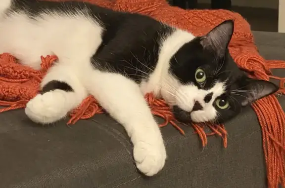 Lost pets Bothell, photo: Lost Black & White Cat Near Bothell Hwy