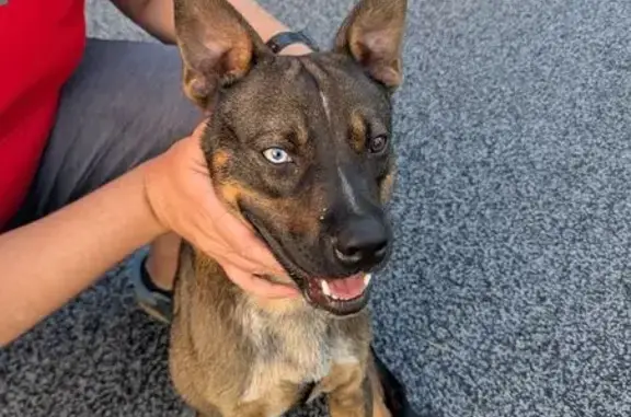 Found dog Indianapolis, photo: Friendly Male Dog Found on Colmar St, Indy