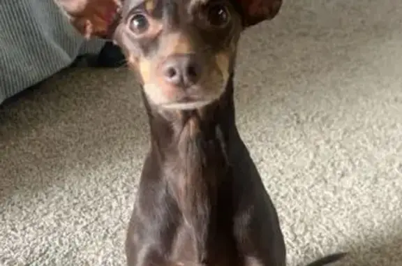 Lost and found pets Aventura, photo: Lost Min Pin: Skittish, Loves Snacks, Aventura