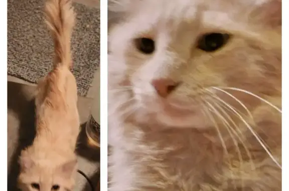 Found pets Phoenix, photo: Friendly Cat Found: Needs a Loving Home