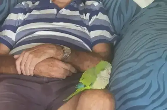Lost pets Cessnock, photo: Lost Green Quaker Parrot in Cessnock!