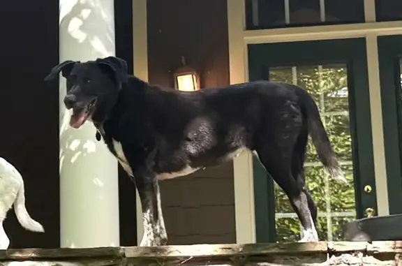 Missing: 15-Year-Old Black Lab Mix