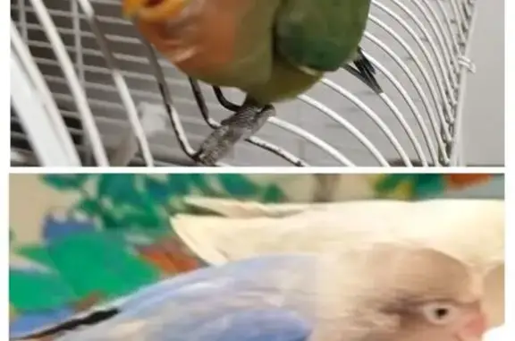 ¡Ayuda! Perdidos Agapornis Pancho y Verdi