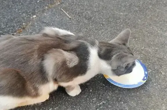 Animaux trouvés Cluny, photo: Chat errant amaigri, Rue Lamartine, Cluny