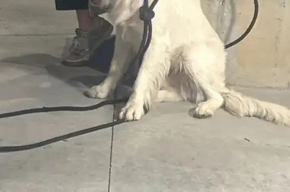 Found pets Park City, photo: Golden Retriever Found on Mid Mountain!
