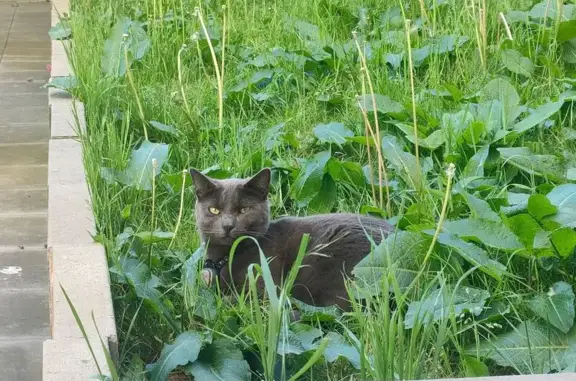 Chat perdu, Montreuil, photo: Chat mâle gris perdu à Montreuil