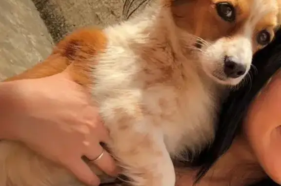 cachorro desaparecida