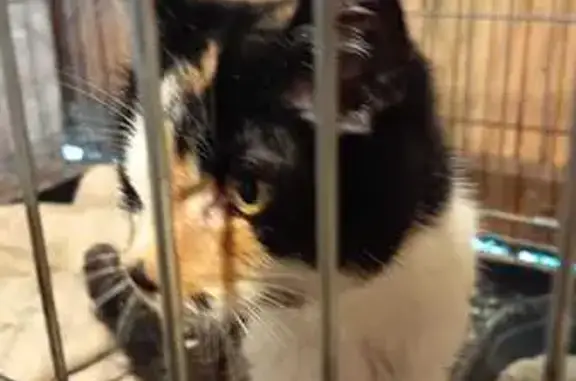Chat trouvé , photo: Chatte maigre trouvée, vérif. vétérinaire