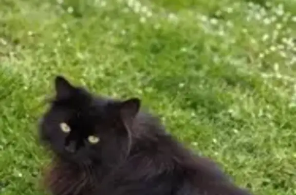 Chat noir aux longs poils perdu à Montval - photo