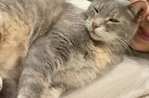 Chat grise perdue à Elne, cherche Milouuu - photo