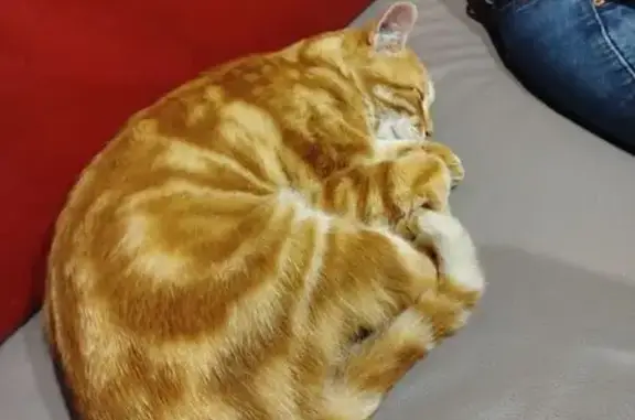 Chat trouvé , photo: Chat trouvée tatouée à Saint-Valérien