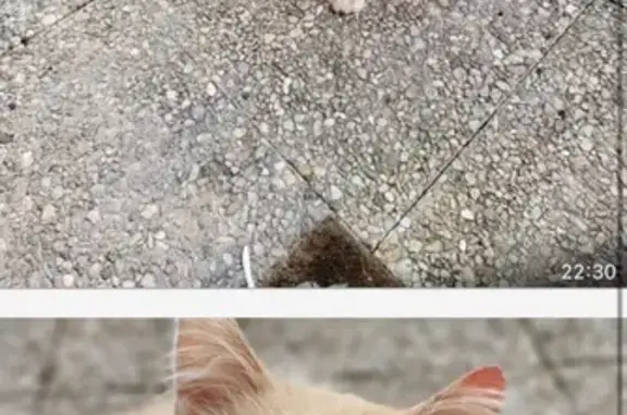 Chat trouvé Châteaubriant, photo: Chat roux malade trouvé à Châteaubriant