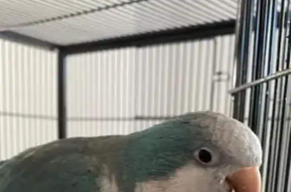 Lost Blue & White Quaker: Leo in Brisbane