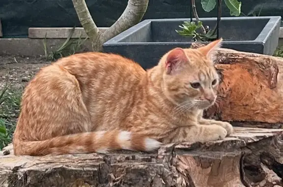 Chat perdu, Troyes, photo: Chatte rousse perdue à La Chapelle St-Luc