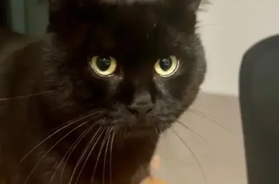Lost pets , photo: Help Find Our Shy Lost Cat in Moorebank