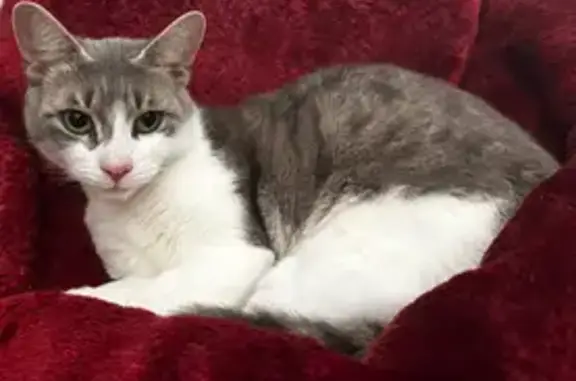 Missing cat Adelaide, photo: Lost Timid Cat in Adelaide - Help Needed!