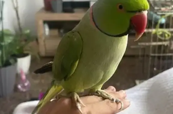 ¡Ayuda a encontrar a Ricardito, el loro!