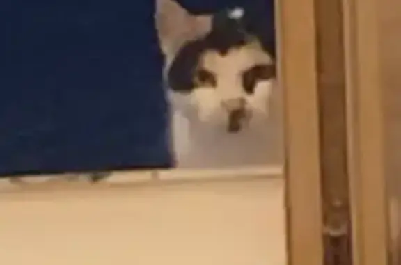 Animaux trouvés Bapaume, photo: Chat tricolore maigre trouvé à Bapaume