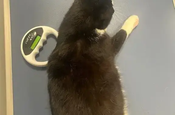 Chat noir et blanc trouvé à Laval - photo