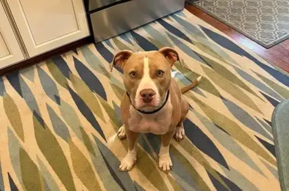 Lost Blonde Dog: Friendly, Scared, Millsboro