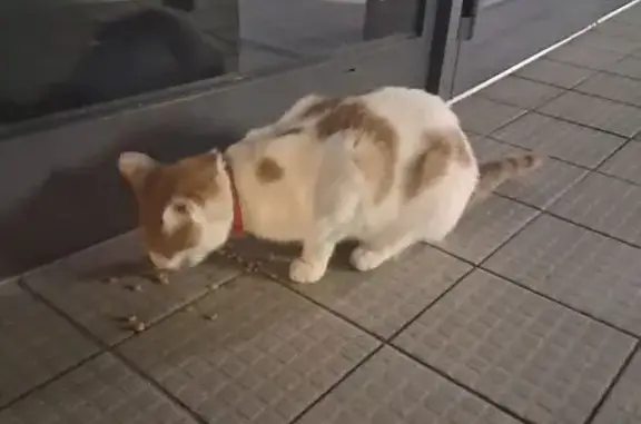 Animaux trouvés , photo: Chat trouvé avec collier rouge à Cherbourg