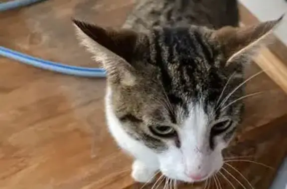 Animaux trouvés Thyez, photo: Chat trouvé à Thyez, cherche propriétaire