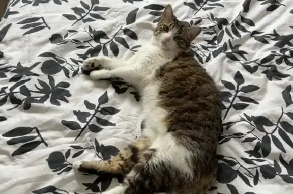 Chatte perdue à Saint-Aubin-de-Médoc - photo
