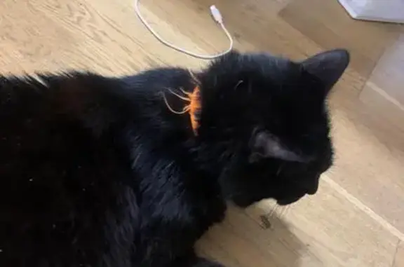 Chat noir 14 ans trouvé Rue de la Folie - photo