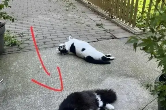 Animaux perdus Nantes, photo: Chat perdue noir et blanc à Nantes