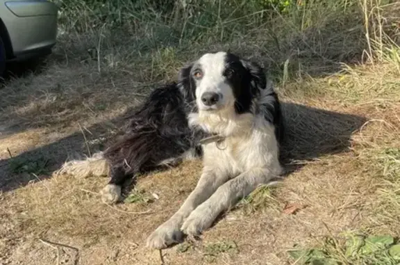 Chien trouvé Séné, photo: Chienne sociable trouvée à Séné