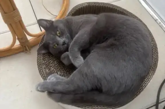 Chat perdu, Villeneuve-sur-Yonne, photo: Chat gris perdu, boite, rue Collingham