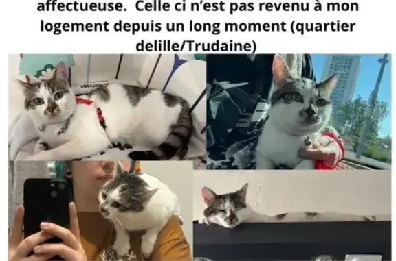Animaux perdus Clermont-Ferrand, photo: Chatte perdue, câline, sociable à Clermont
