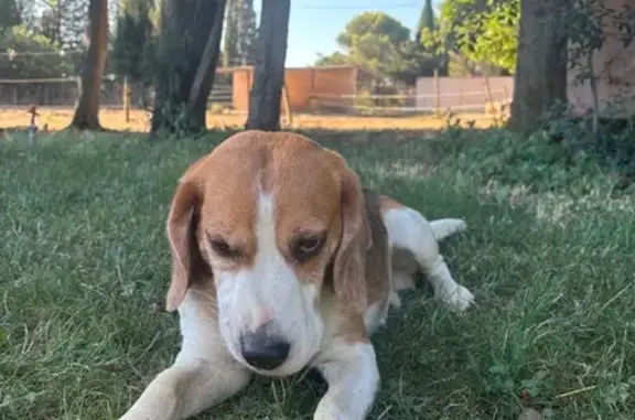 Chien trouvé Caissargues, photo: Chien tricolore trouvé, blessé à Caissargues