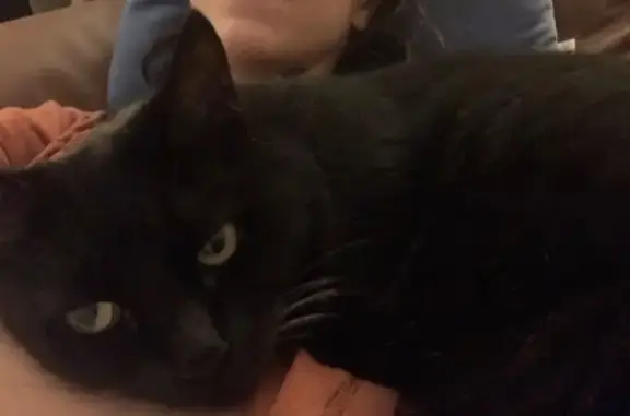 Chat perdu, Migennes, photo: Chatte noire Ola perdue à Migennes