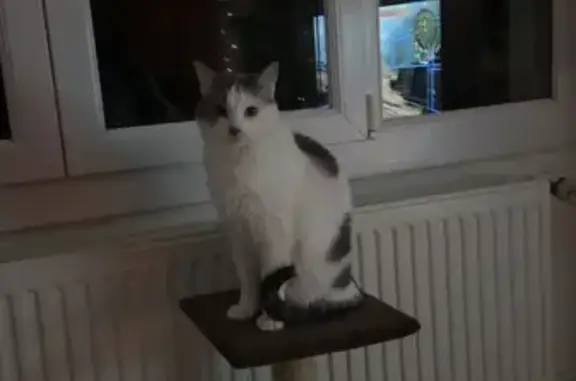 Animaux perdus Lille, photo: Chat perdu : Pouky, blanc et gris, sociable