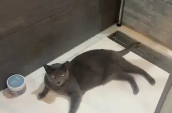 Chat perdu, , photo: Chat perdu : Chartreux gris 5 ans, Brandérion