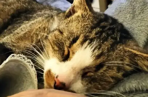 Chat européen perdu à Cran-Gevrier - photo