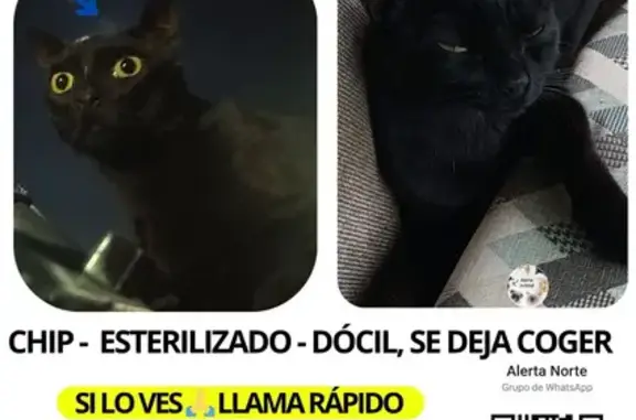 Gato Bombay Negro Perdido en Las Cabezas
