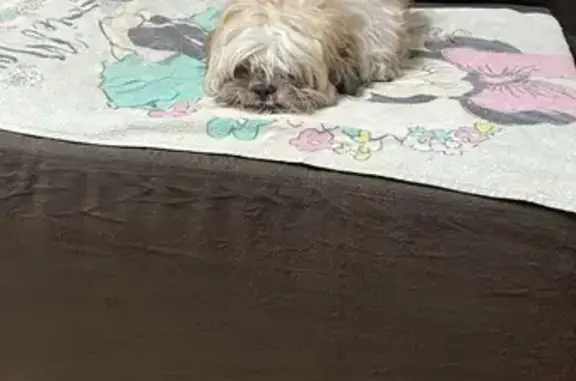 cachorro encontrada