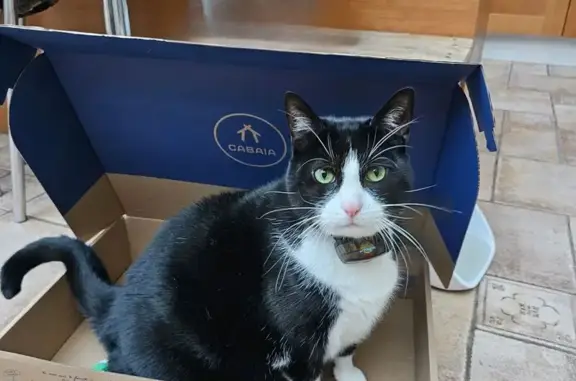 Chat perdu : gros noir et blanc, craintif - photo