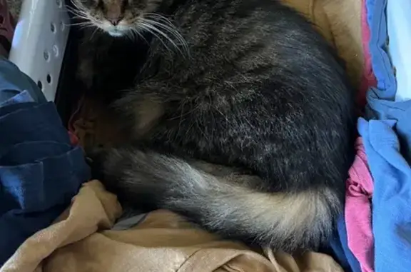 Lost Tabby Cat: Green Eyes, Main St.