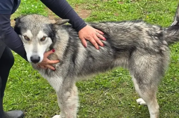 Lost Dog Orion: Friendly, Wolf-Like, Scarred