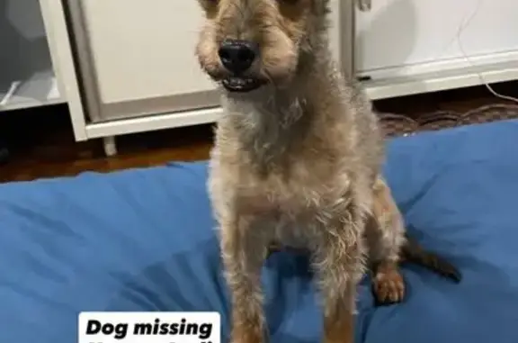 Lost Brown Dog with Glaucoma - Senja Rd